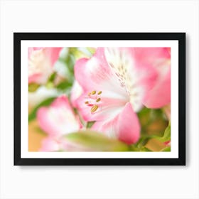 Close Up Of Pink Flowers Art Print