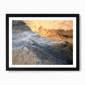 Lizard Art Print