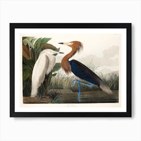 Purple Heron, Birds Of America John James Audubon Art Print