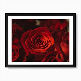 Red Roses Art Print