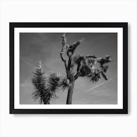 Joshua Tree National Park XXV Art Print