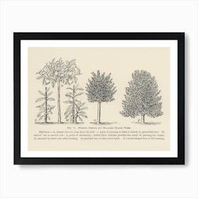 Vintage Illustration Of Trees Pruning, John Wright Art Print