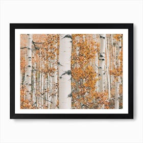 Aspen Grove Art Print