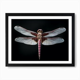 Dragonfly Roseate Skimmer Orthemis 4 Póster