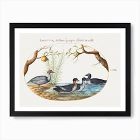 Muscovy Duck, Four Legged Duck, And Two Other Birds (1575–1580), Joris Hoefnagel Art Print