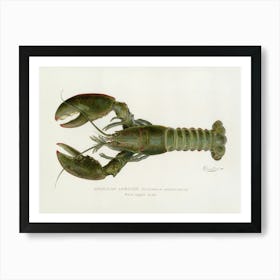 Vintage American Male Lobster Homarus americanus lithograph by Denton Original 1899, Published in the Annual Report of the Commissioners of Fisheries, Game, and Forests of the State of New York 4th Art Print