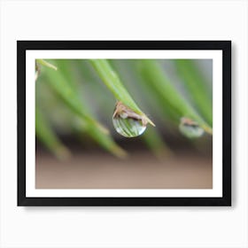 Water Droplet On Grass Art Print