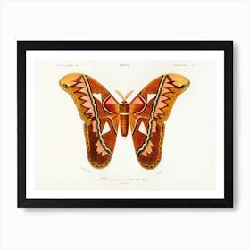 Attacus Atlas Moth (Attacus Aurora), Charles Dessalines D'Orbigny Art Print