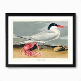 Cayenne Tern, Birds Of America, John James Audubon Art Print