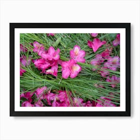 Pink rhododendron flowers in the green grass Art Print