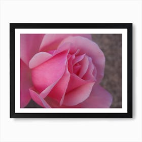 Closeup Pink Rose. Art Print