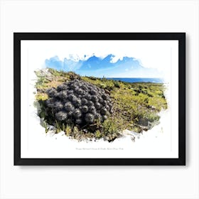 Parque Nacional Llanos De Challe, Norte Chico, Chile Art Print