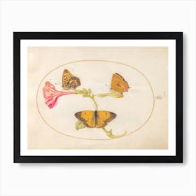 Three Butterflies on a Four O' Clock Flower (c. 1575-1580), Joris Hoefnagel Art Print