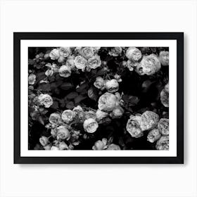 Rose Bush Art Print