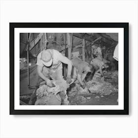 Sheep Being Shorn, Ranch In Malheur County, Oregon By Russell Lee Art Print