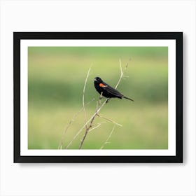 Redwinged Blackbird In The Meadow Art Print