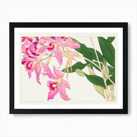 Pink Orchids Art Print