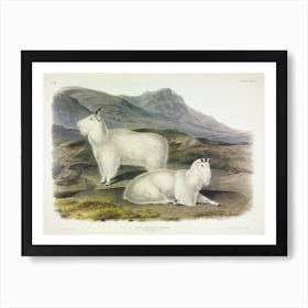 Rocky Mountain Goat, John James Audubon Art Print