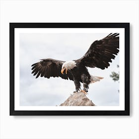 Bald Eagle Wings Art Print