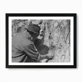Prospector Taking A Sample Of Dirt From Creek Bed Which Contains Scattered Gold, Pinos Altos, New Mexico B Art Print