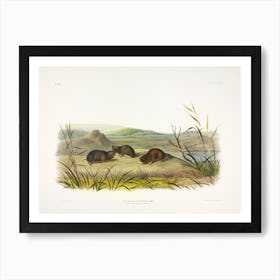 Northern Meadow Mouse, John James Audubon Art Print