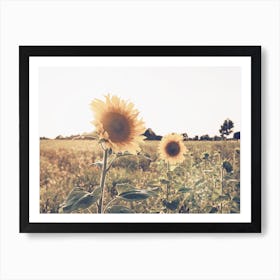 Summer Sunflower Field Art Print