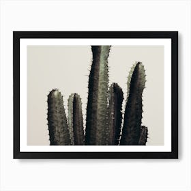 Indoor Cactus Art Print