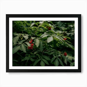 Red Elderberry Art Print