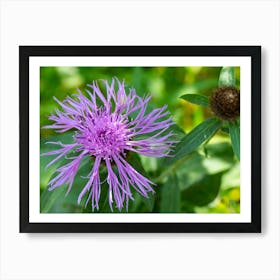 Purple Thistle 20170818 1544pub Art Print