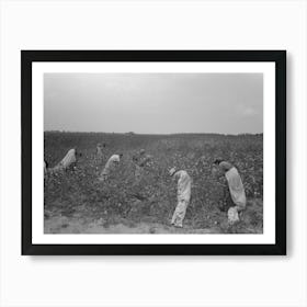 Untitled Photo, Possibly Related To Picking Cotton, Members Of Lake Dick Cooperative Association Working Art Print