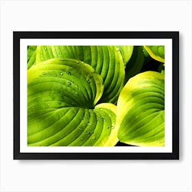 Hosta Leaves with Water Droplets Art Print