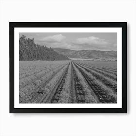 Salinas, California, Intercontinental Rubber Producers, Two Year Old Guayule Shrubs By Russell Lee Art Print