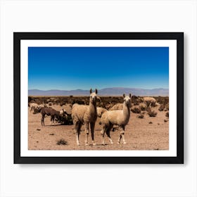 Llamas In The Desert Art Print