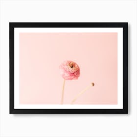 Pink Ranunculus Art Print