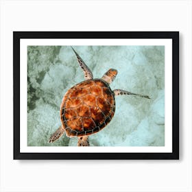 Sea Turtle Art Print