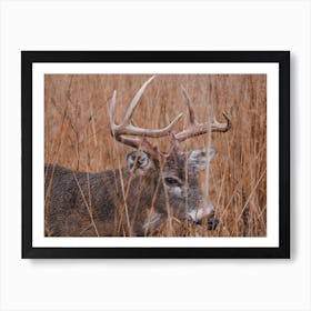 Deer In Dry Grass Art Print