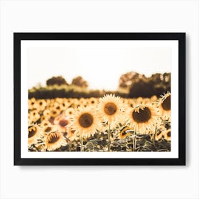 Field Of Sunflowers Art Print