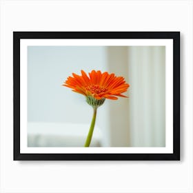 Orange Gerbera Flower On White Background Art Print