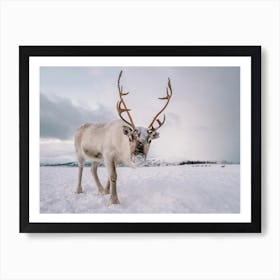 Snowy Winter Reindeer Art Print