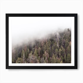 Foggy Forest View Art Print