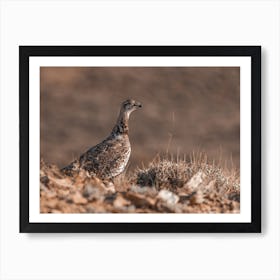 Female Sage Grouse Art Print