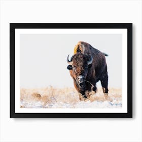 Snowy Winter Bison Art Print