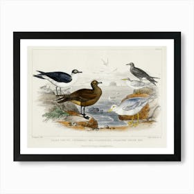 Black Toed Gull, Richardson's Skua, Glaucous Gull, Black Tern, And Lesser Tern, Oliver Goldsmith Art Print