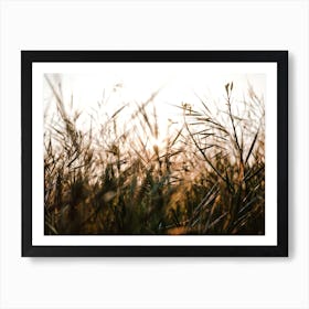 Sunset Through The Grasses Art Print