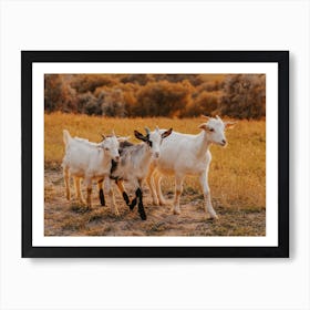 Three Goats Taking A Walk Art Print