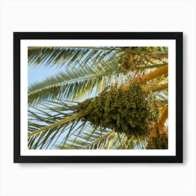 Date palm with green fruits Art Print