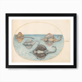 Aquatic And Shellfish Animals, Joris Hoefnagel Art Print