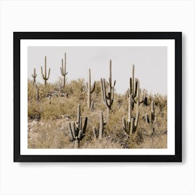 Saguaro Cactus Hillside Art Print