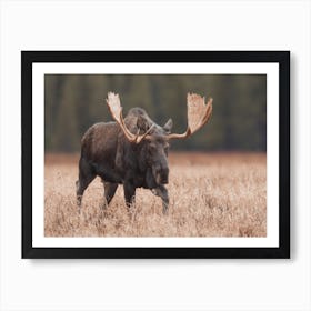 Canadian Moose Art Print