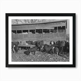Untitled Photo, Possibly Related To Cattle And Hogs Feeding, Emrick Farm Near Aledo, Illinois, This Farm Is Art Print